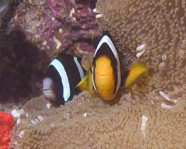 Clark's Anemonefish, Baathala House Reef, Maldives