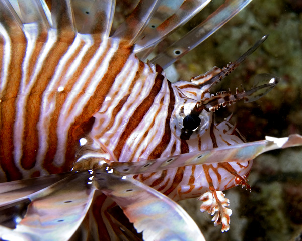 Pterois volitans, Lionfish, Bodu Thila, North Ari Atoll, Maldives