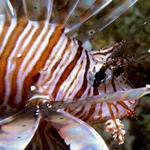 Pterois volitans, Lionfish, Bodu Thila, North Ari Atoll, Maldives