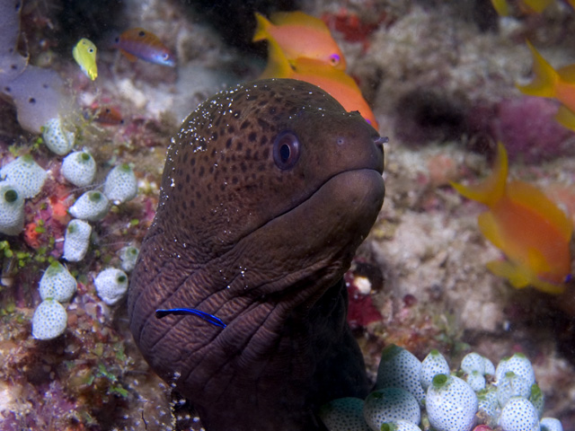 Moray, Ellaidhoo House Reef, North Ari Atoll, Maldives