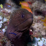 Moray, Ellaidhoo House Reef, North Ari Atoll, Maldives