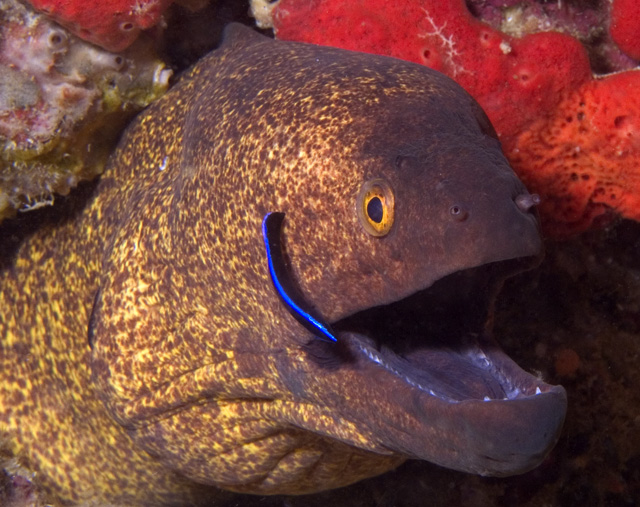 Gymnothorax flavimarginatus, Yellowmargin Moray, Baathala House Reef, North Ari Atoll, Maldives