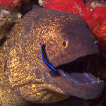 Gymnothorax flavimarginatus, Yellowmargin Moray, Baathala House Reef, North Ari Atoll, Maldives