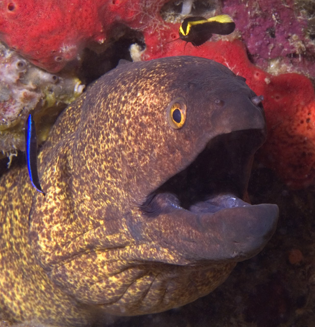 Yellowmargin Moray with juvenile Bluestreak (Labroides dimidiatus) and juvenile Bicolour Cleaner (Labroides bicolor) Wrasses, Ba