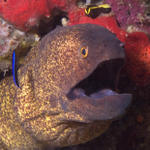 Yellowmargin Moray with juvenile Bluestreak (Labroides dimidiatus) and juvenile Bicolour Cleaner (Labroides bicolor) Wrasses, Ba