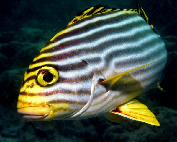 Plectorhinchus vittatus, Oriental Sweetlips, Ellaidhoo House Reef, North Ari Atoll, Maldives