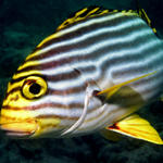 Plectorhinchus vittatus, Oriental Sweetlips, Ellaidhoo House Reef, North Ari Atoll, Maldives