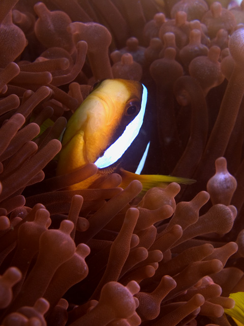 Clark's Anemonefish, Baathala Thila, North Ari Atoll, Maldives