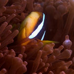 Clark's Anemonefish, Baathala Thila, North Ari Atoll, Maldives