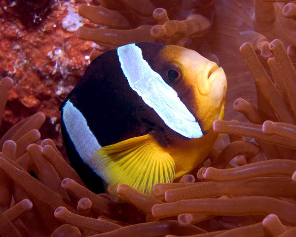 Clark's Anemonefish, Kuda Thila, Maldives