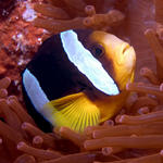 Clark's Anemonefish, Kuda Thila, Maldives