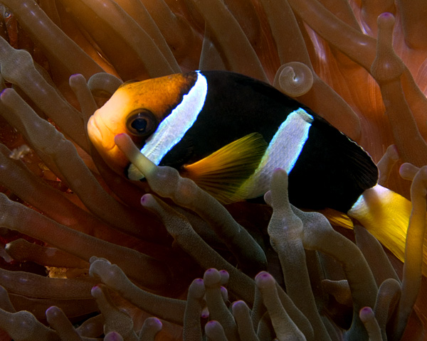 Clark's Anemonefish, Kuda Thila, North Ari Atoll, Maldives