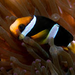 Clark's Anemonefish, Kuda Thila, North Ari Atoll, Maldives