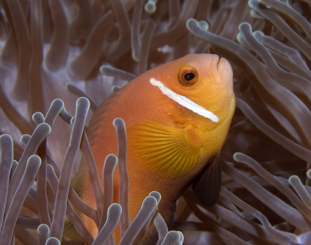 Maldives Anemonefish, Kuda Thila, North Ari Atoll, Maldives