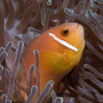 Maldives Anemonefish, Kuda Thila, North Ari Atoll, Maldives