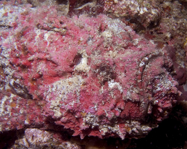 Stonefish, Baathala House Reef, North Ari Atoll, Maldives