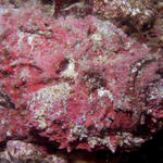 Stonefish, Baathala House Reef, North Ari Atoll, Maldives