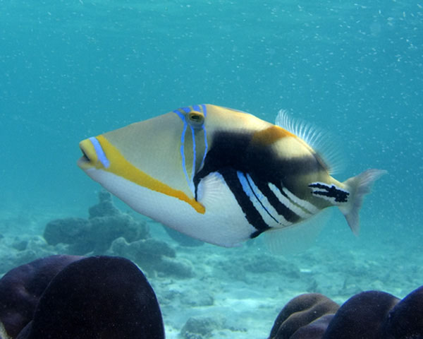 Picasso Triggerfish, Halaveli Housereef, Maldives.  Ambient light only, no strobe.