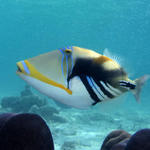 Picasso Triggerfish, Halaveli Housereef, Maldives.  Ambient light only, no strobe.