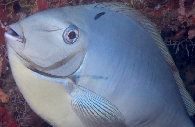 Sleek Unicornfish, Baathala Thila, North Ari Atoll, Maldives