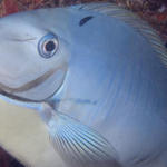 Sleek Unicornfish, Baathala Thila, North Ari Atoll, Maldives