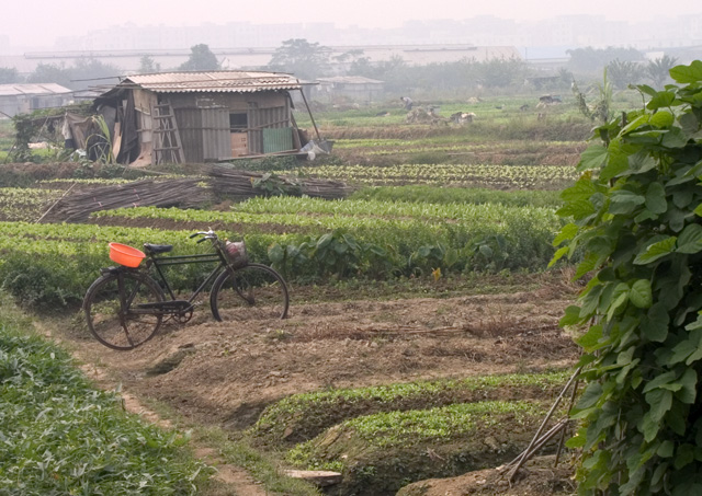 Farmer's field, near my home, China