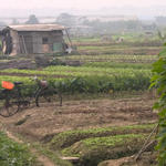 Farmer's field, near my home, China