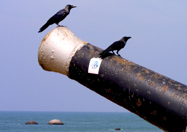 Colombo Mourning Crows