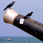 Colombo Mourning Crows