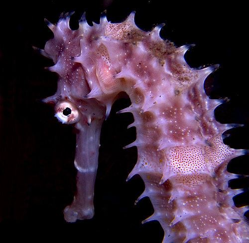 Hippocampus hystrix, Thorny Seahorse