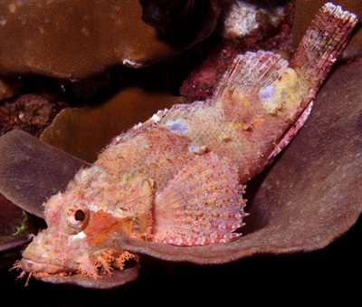 Tassled Scorpionfish, Scorpaenopsis oxycephala