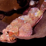 Tassled Scorpionfish, Scorpaenopsis oxycephala