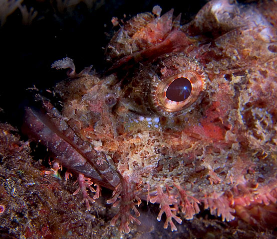 Tassled Scorpionfish, Scorpaenopsis oxycephala