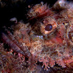 Tassled Scorpionfish, Scorpaenopsis oxycephala