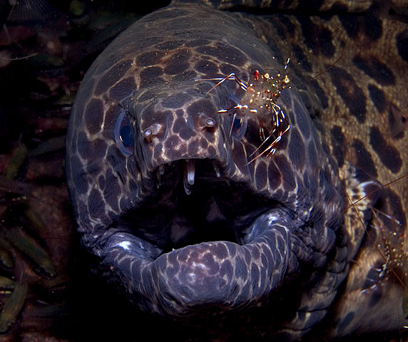 Honeycomb moray with cleaner friend