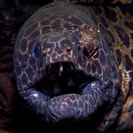 Honeycomb moray with cleaner friend