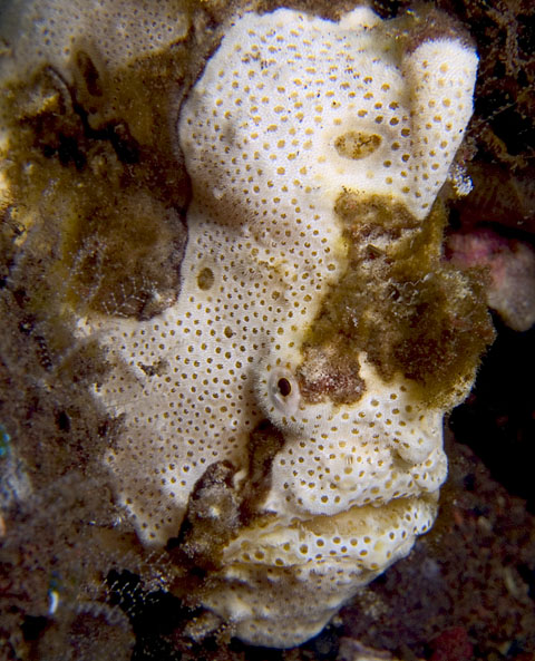 Painted Frogfish, Antennarius pictus