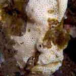 Painted Frogfish, Antennarius pictus