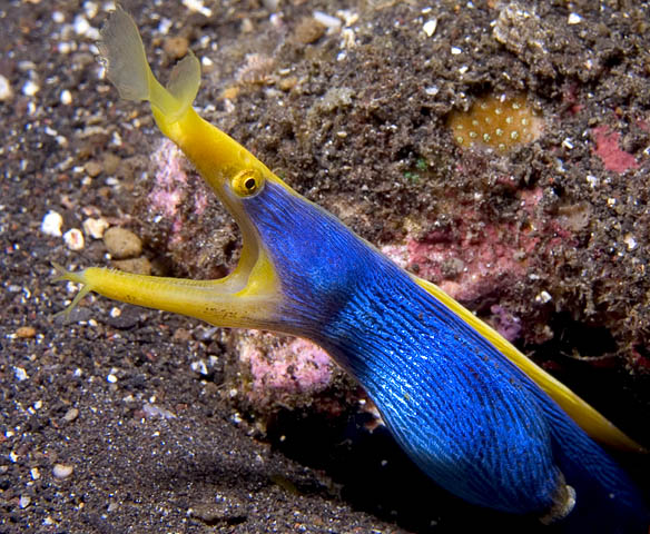 Blue Ribbon Eel, Rhinomuraena quaesita