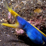 Blue Ribbon Eel, Rhinomuraena quaesita