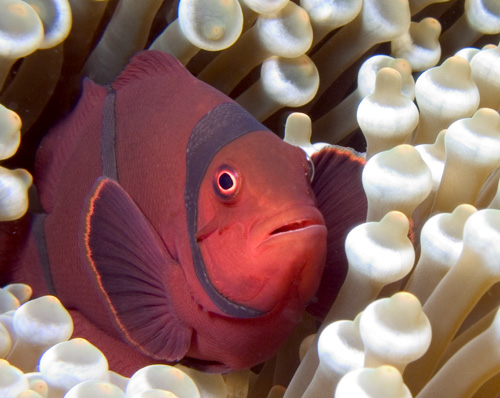 "blacksheep" female Spinecheek Anemonefish, Premnas biaculeatus