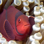 "blacksheep" female Spinecheek Anemonefish, Premnas biaculeatus