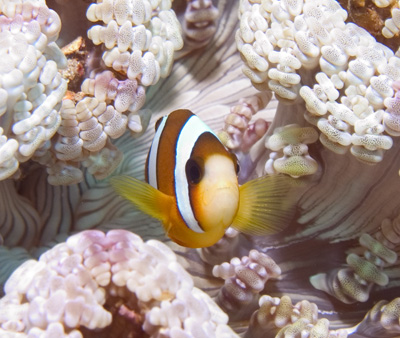 Nemo in Heteractis aurora anemone