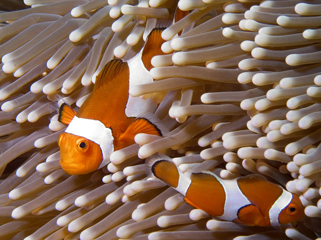 False Clown Anemonefish, Amphiprion ocellaris