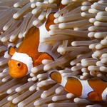 False Clown Anemonefish, Amphiprion ocellaris