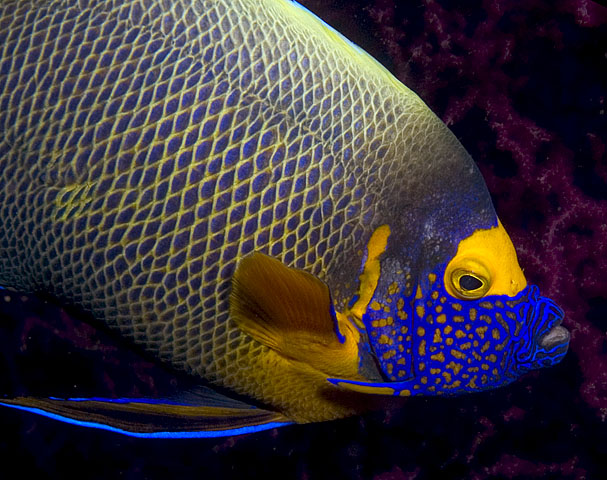 Yellow-Mask Angelfish, Pomacanthus xanthometopon