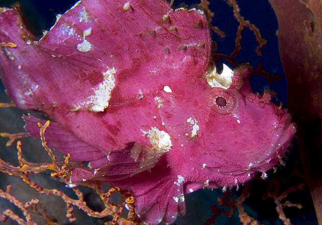 Leaf Scorpionfish, Taenianotus triacanthus