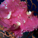 Leaf Scorpionfish, Taenianotus triacanthus