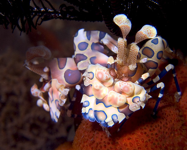 Pair of Harlequin Shrimp, Hymenocera picta