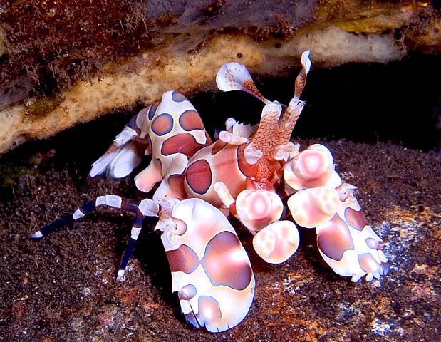 Harlequin Shrimp, Hymenocera picta